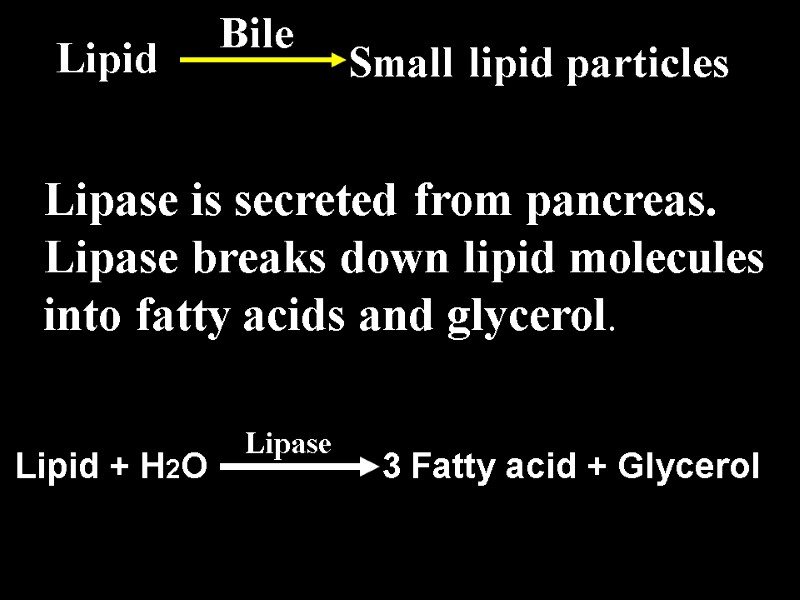 Lipase is secreted from pancreas. Lipase breaks down lipid molecules into fatty acids and